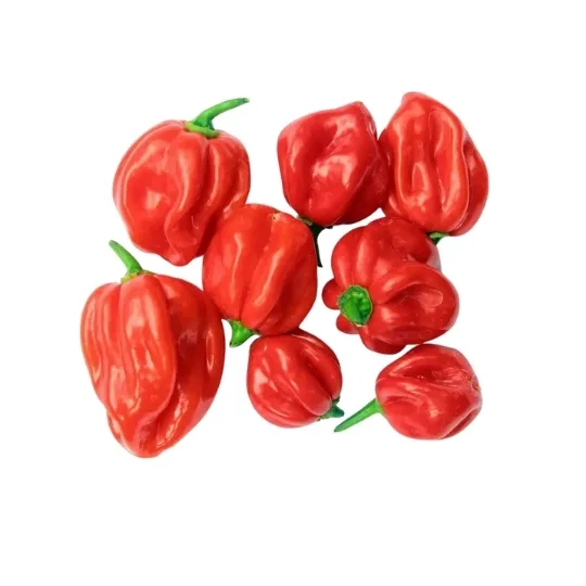 Scotch Bonnet Chilli 500grm