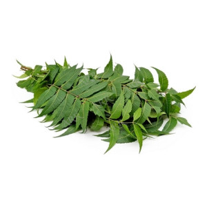 Neem Leaves Bunch