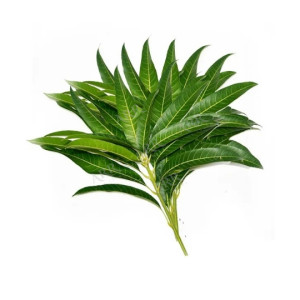 Mango Leaves Bunch
