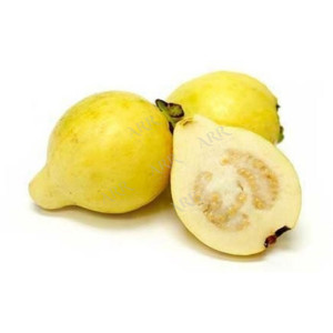 Egyption Guava 1kg